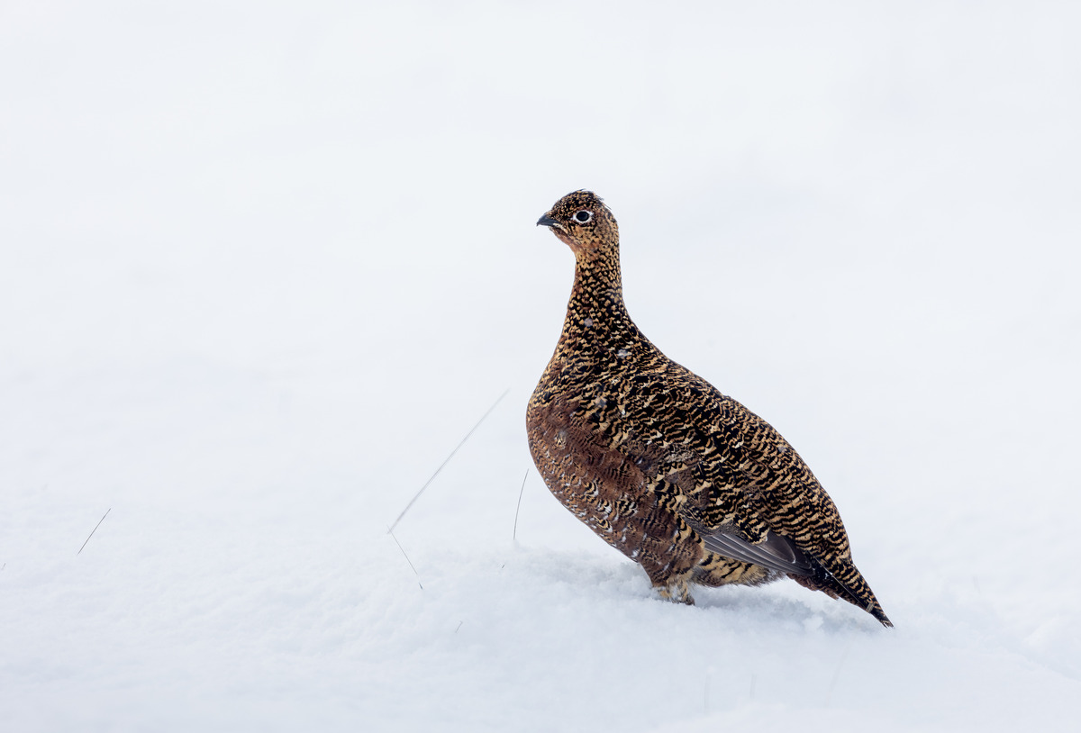 3rd Red Grouse in the snow John Austin 